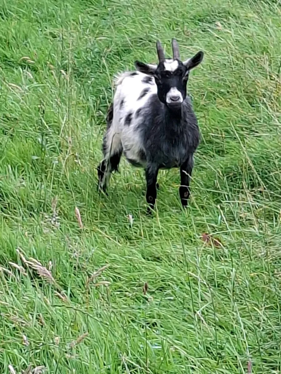 3 pygmy goats 2 female.350euro the lot - Image 4