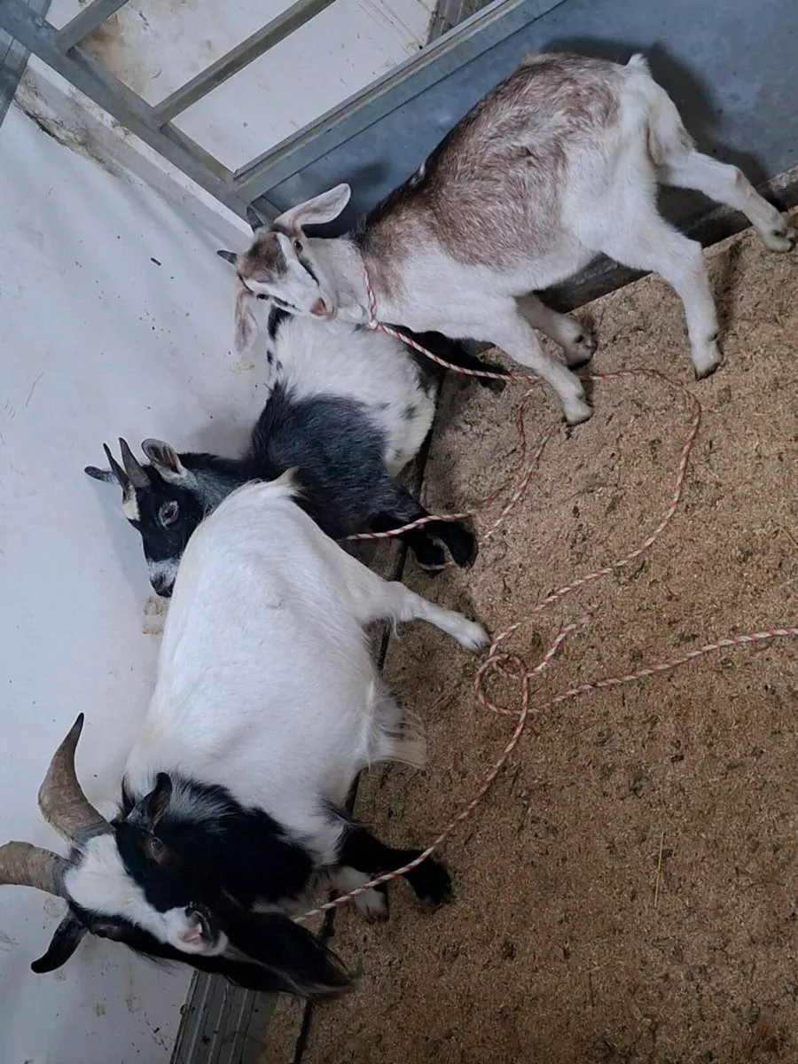 3 pygmy goats 2 female.350euro the lot - Image 1