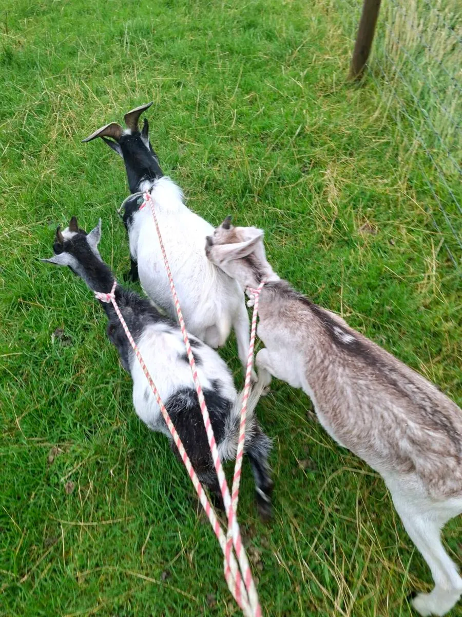 3 pygmy goats 2 female.350euro the lot - Image 2