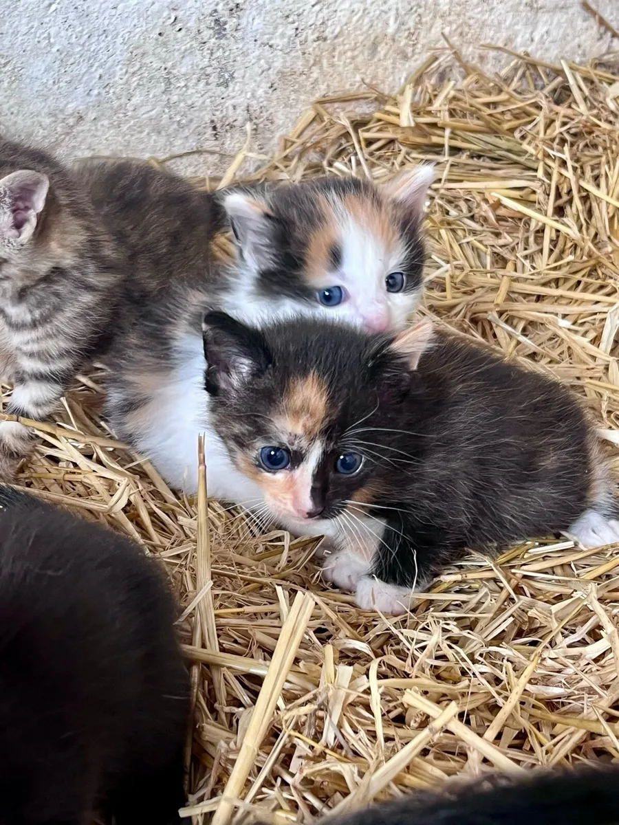 Beautiful kittens - Image 2