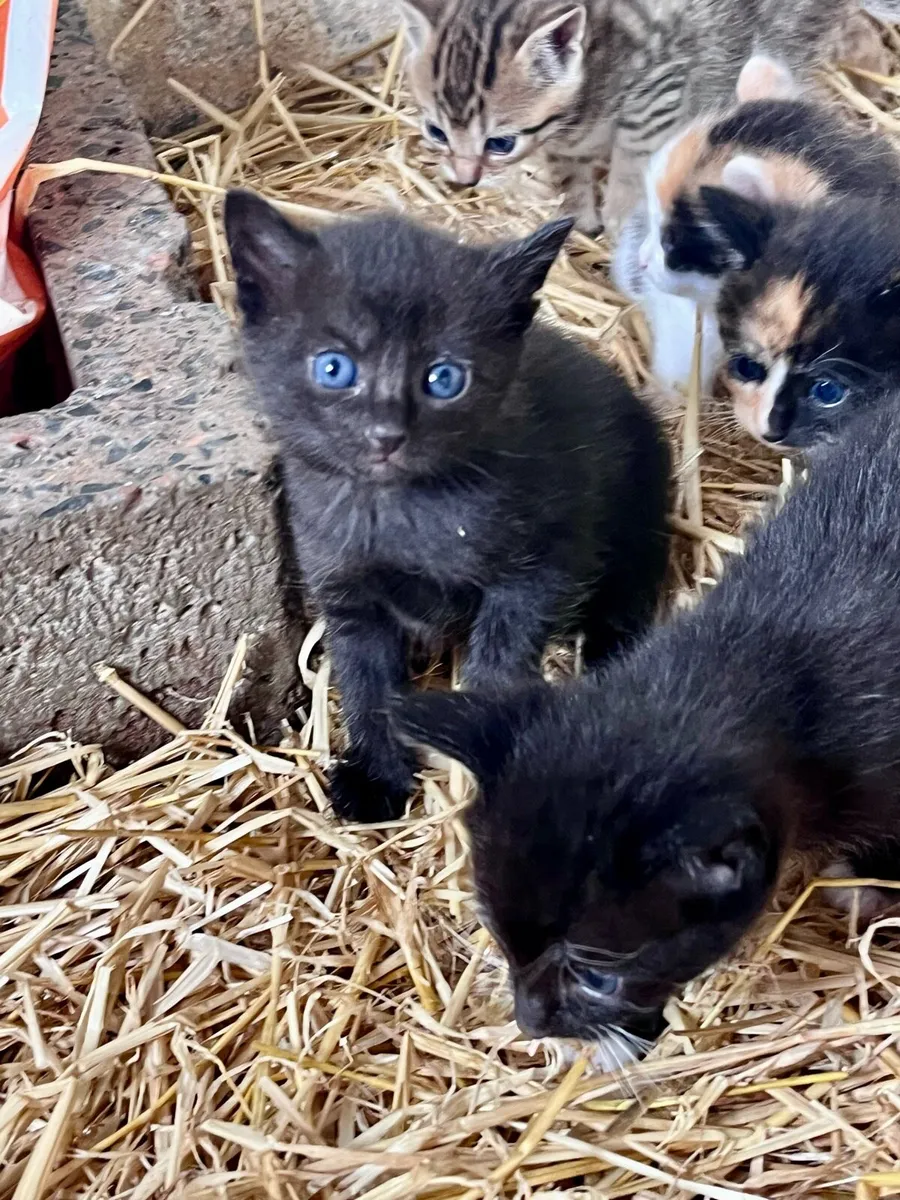 Beautiful kittens - Image 3