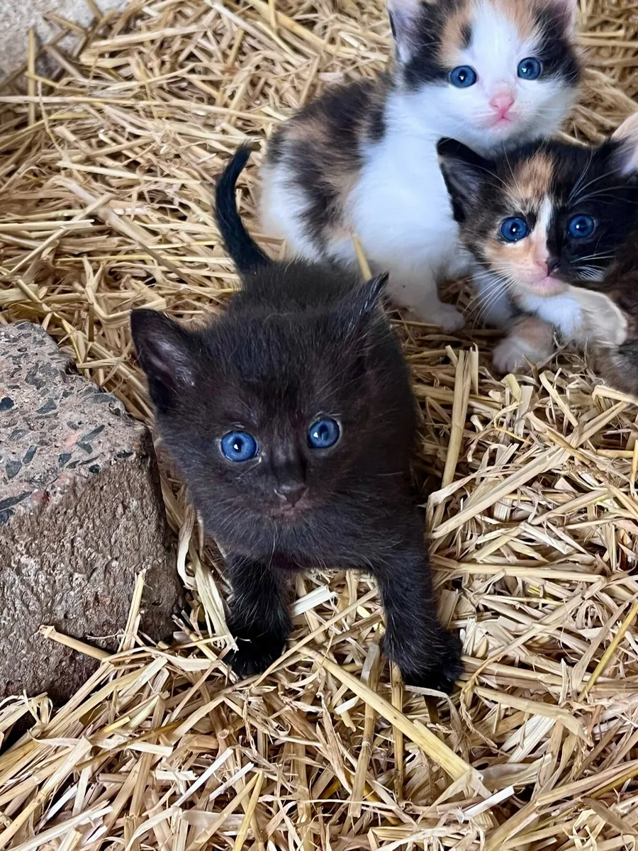 Beautiful kittens - Image 4