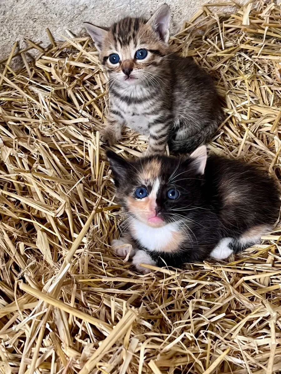 Beautiful kittens - Image 1
