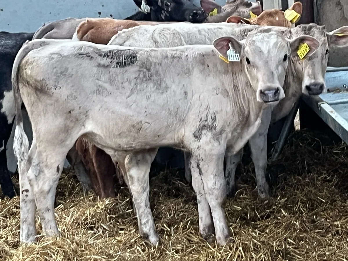 Super CH & BB Bull Weanlings - Image 2