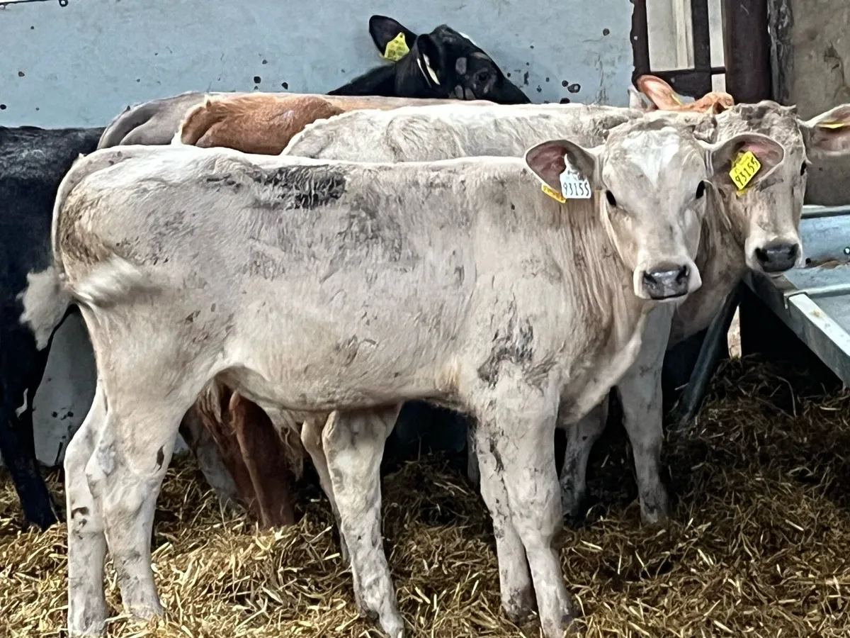 Super CH & BB Bull Weanlings - Image 3