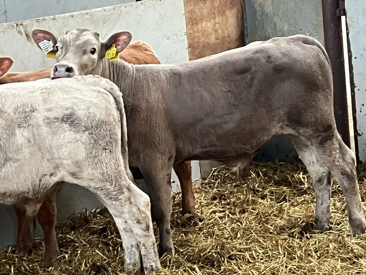Super CH & BB Bull Weanlings - Image 4
