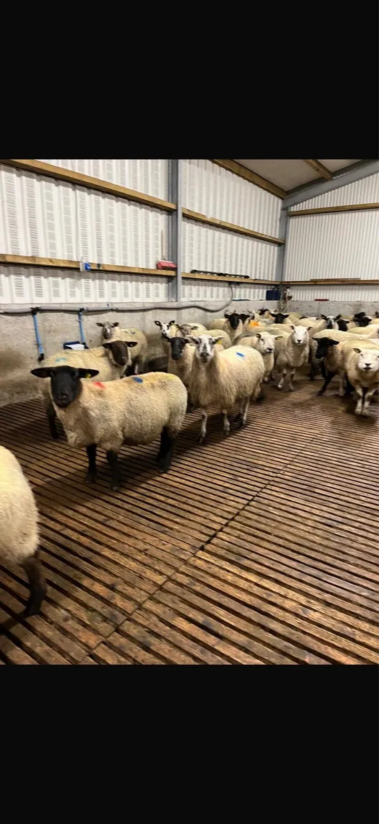 Sheep slats - Image 1