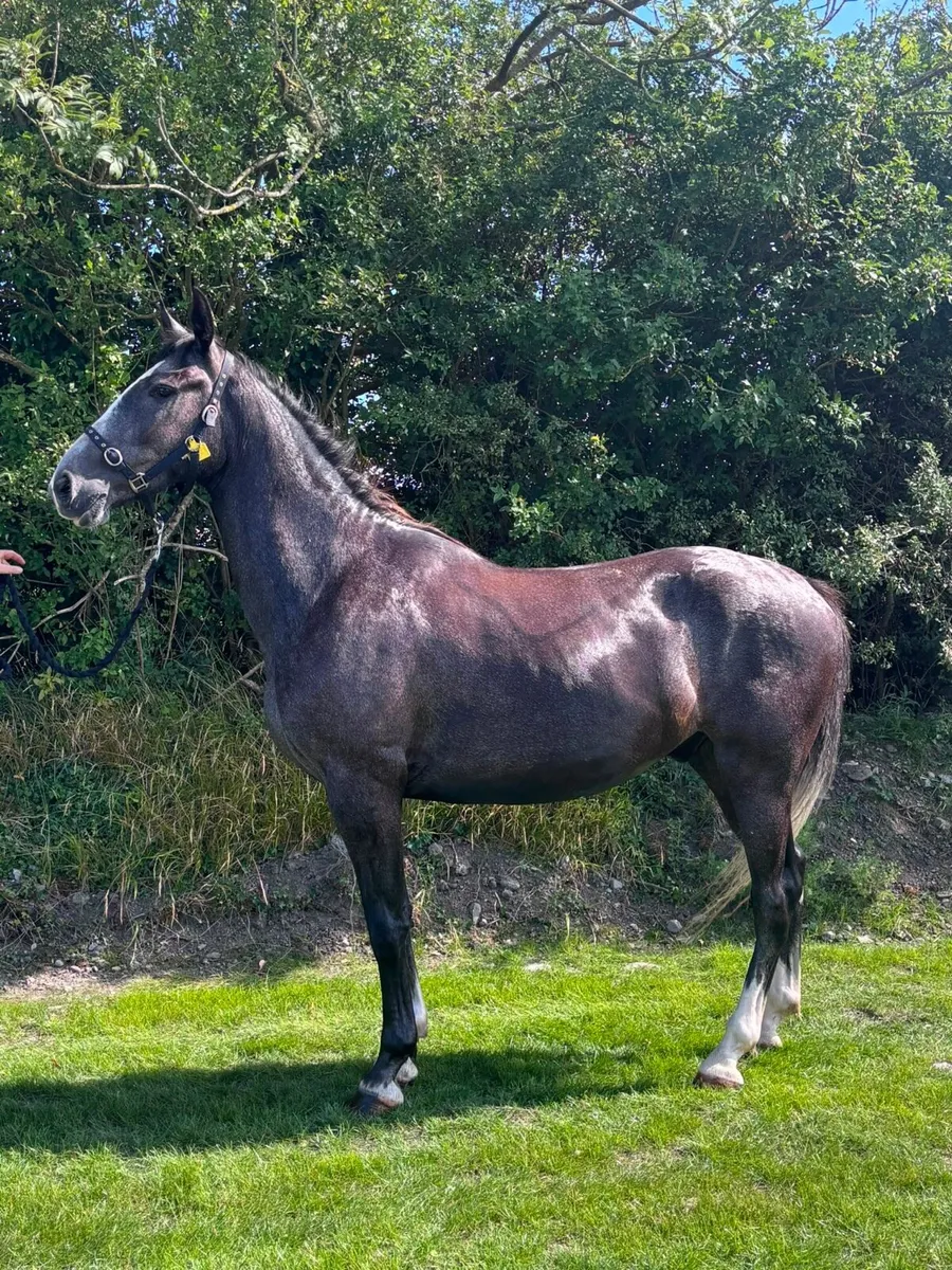 3 year old gelding - Image 3
