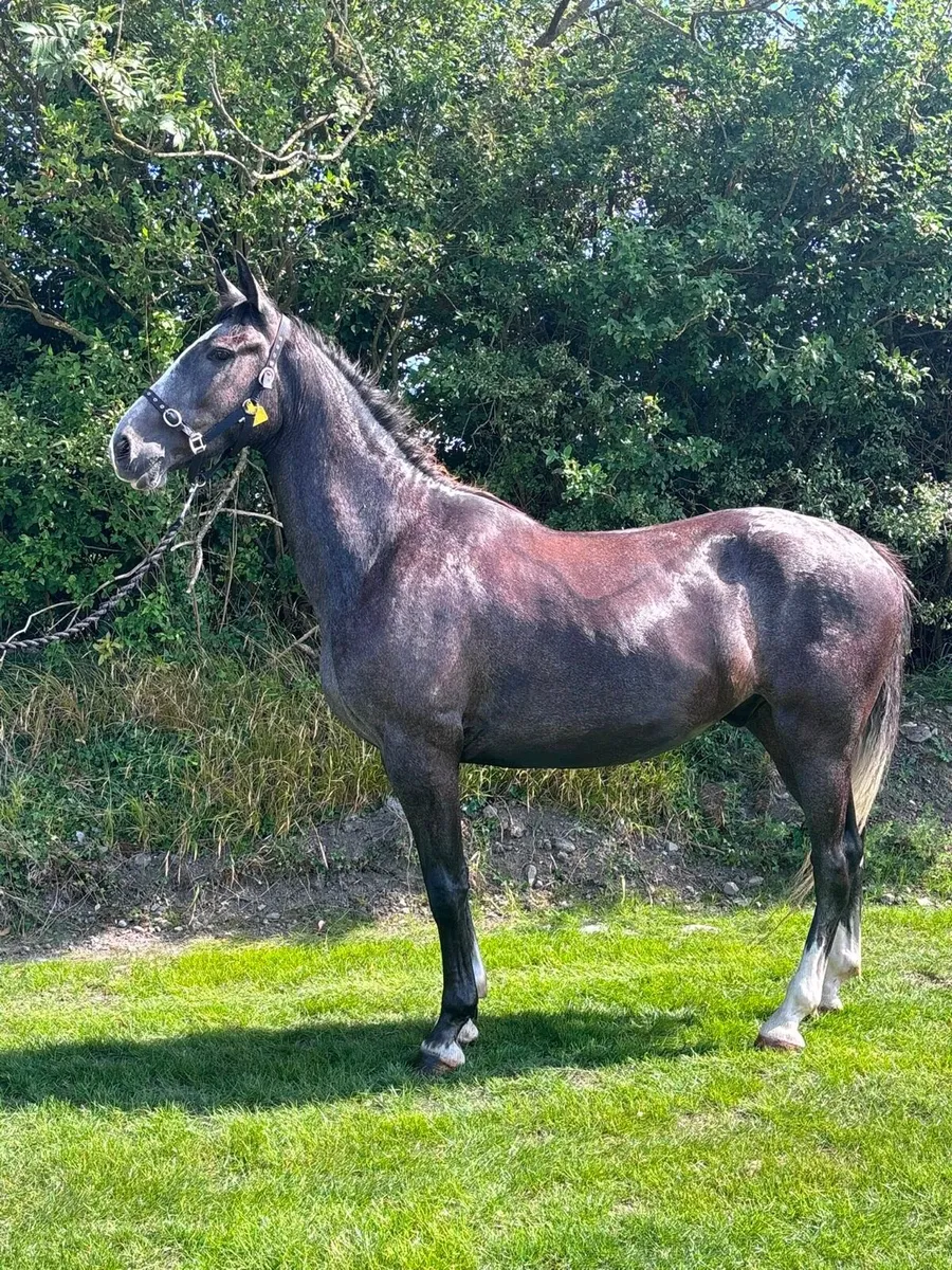 3 year old gelding - Image 4