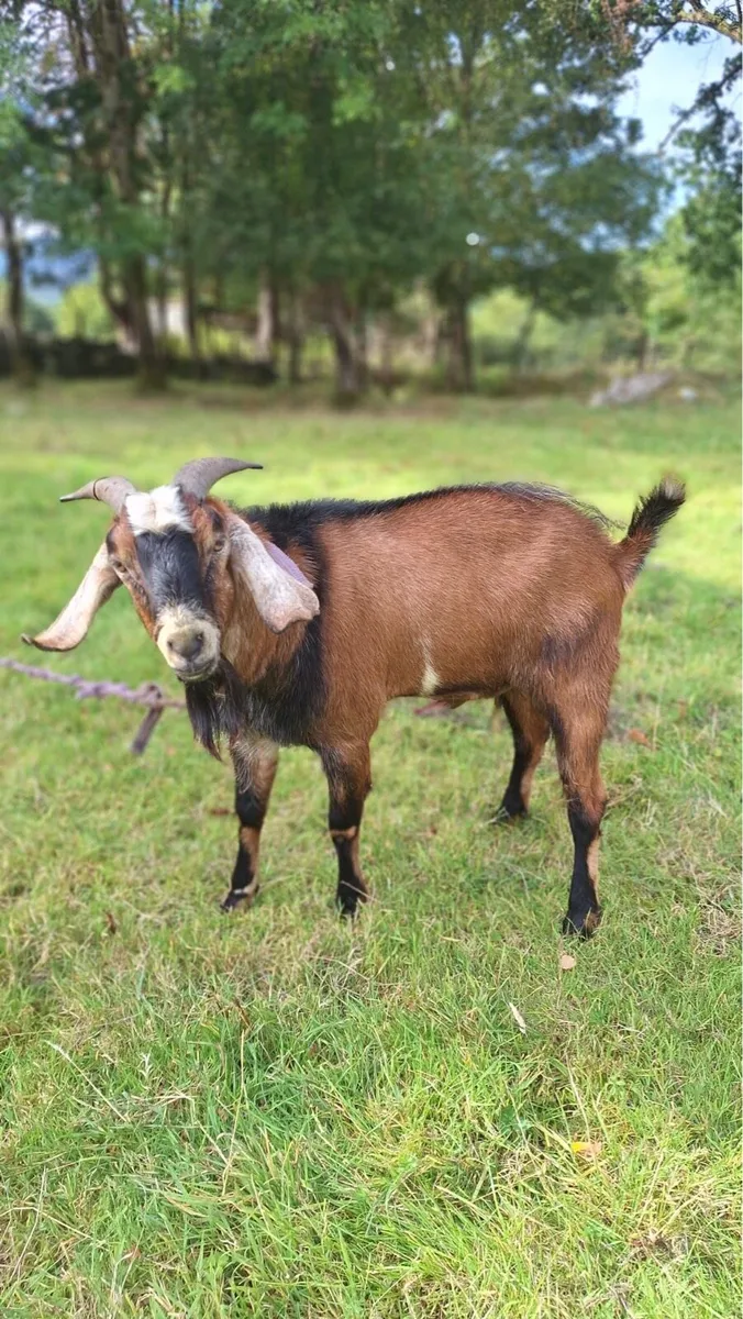 Anglo Nubian Puck Goats For Sale - Image 1