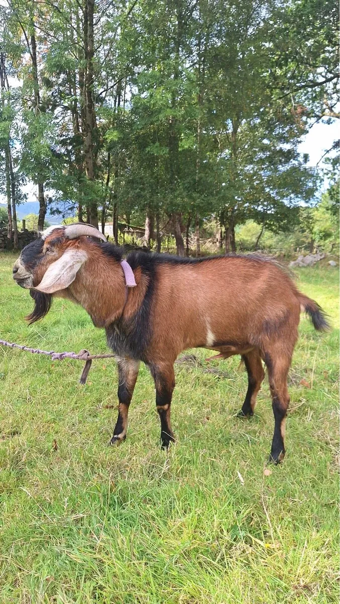 Anglo Nubian Puck Goats For Sale - Image 2
