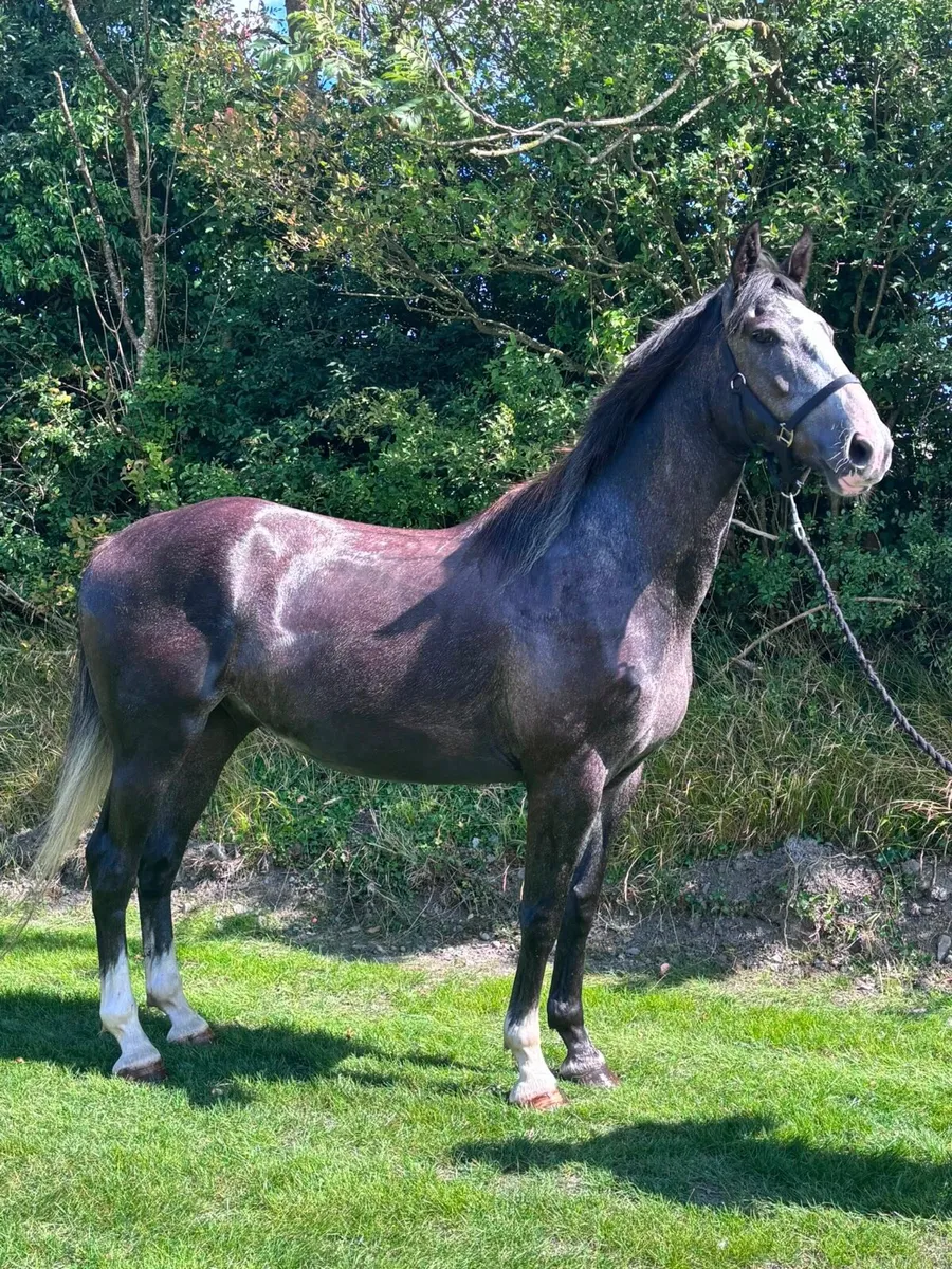 3 year old gelding - Image 1