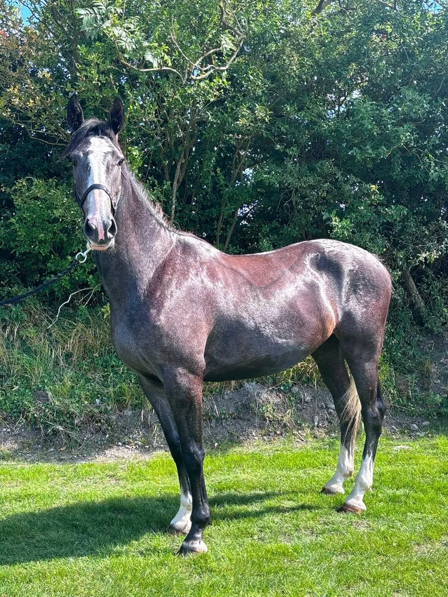 3 year old gelding - Image 2