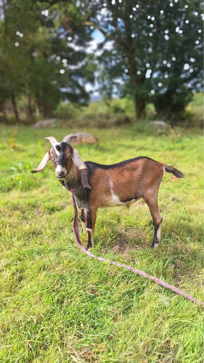 Anglo Nubian Puck Goats For Sale - Image 3