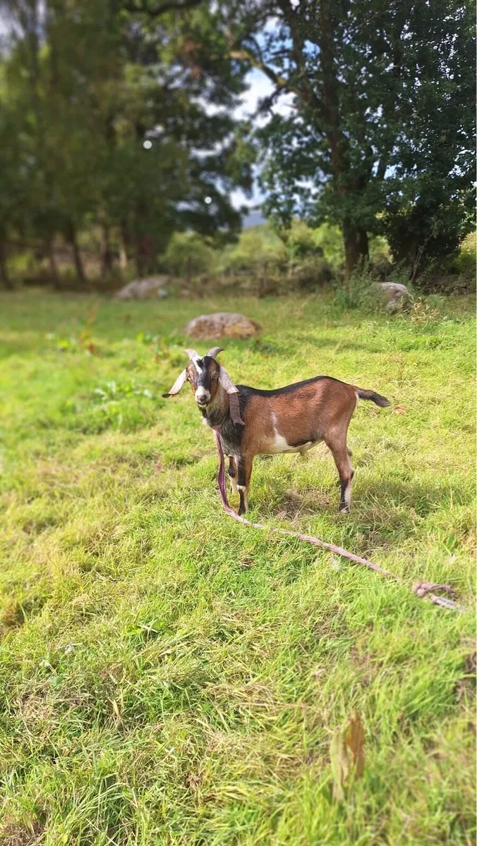 Anglo Nubian Puck Goats For Sale - Image 4