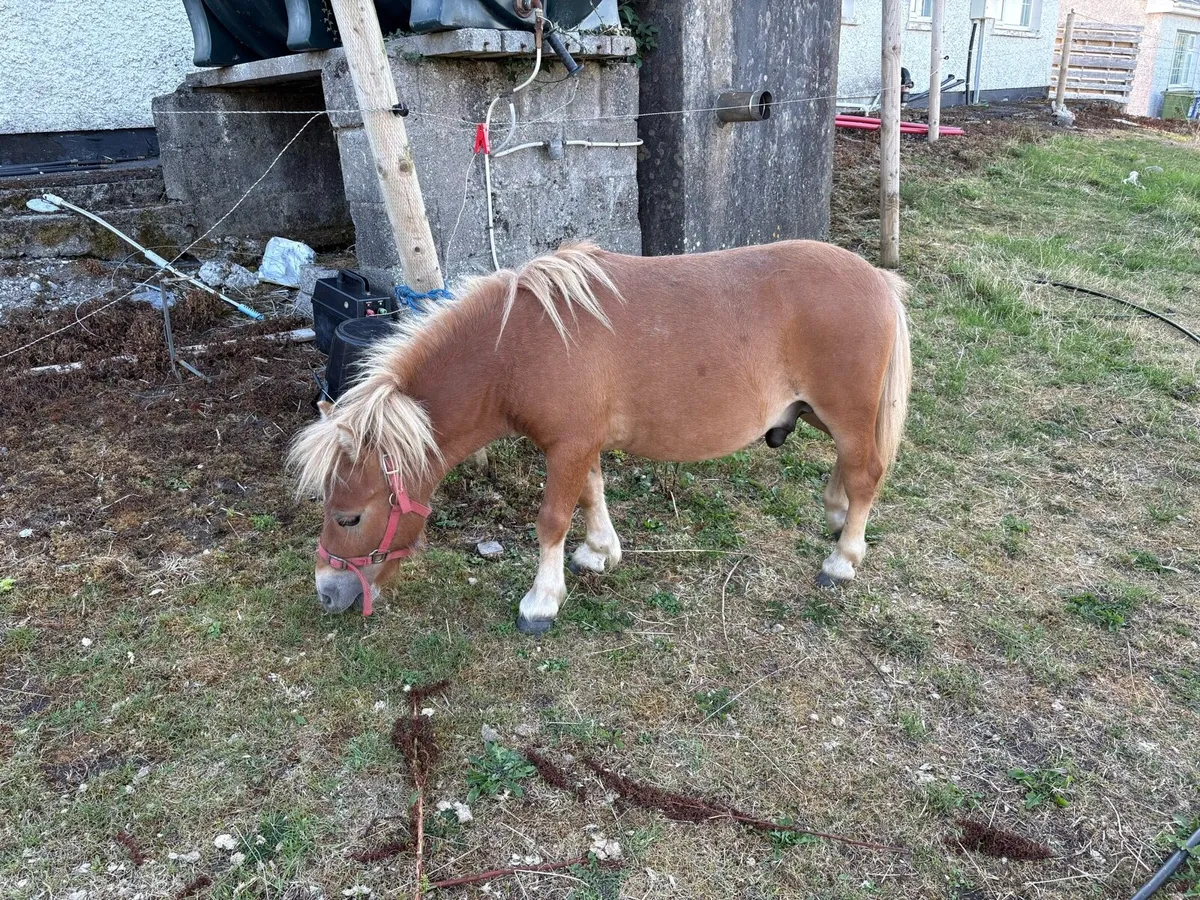 Miniature Pony - Image 3