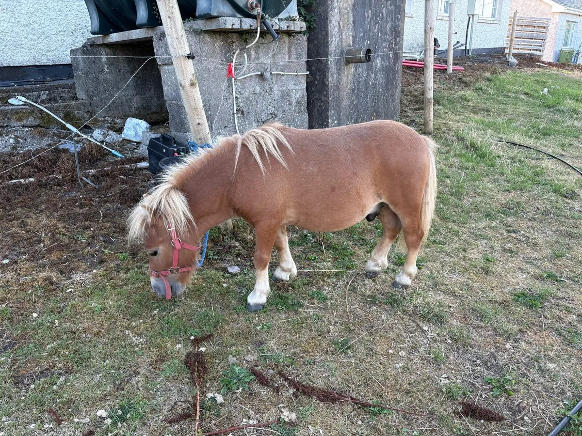 Miniature Pony - Image 4