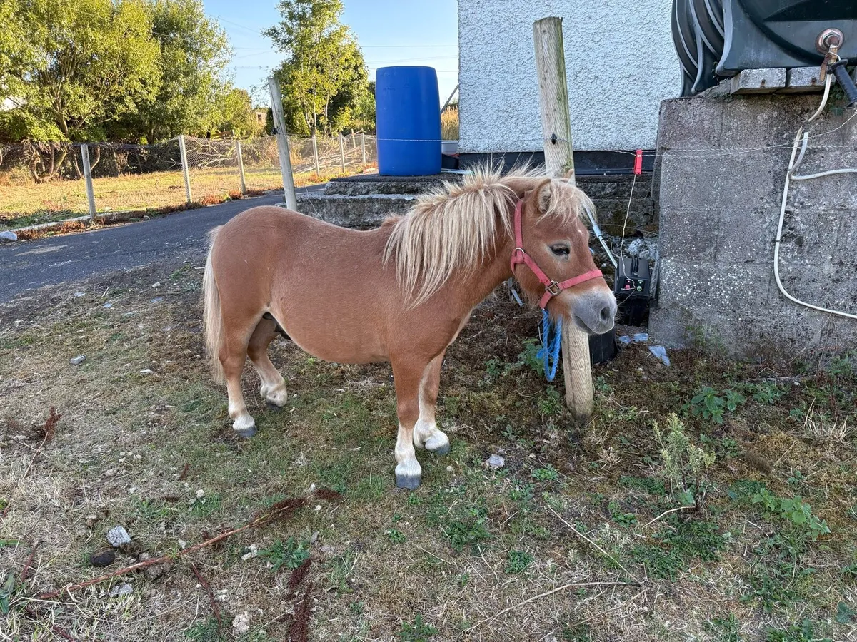 Miniature Pony - Image 1