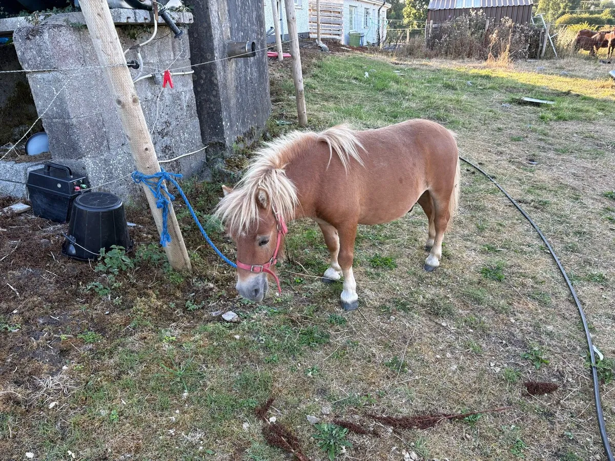 Miniature Pony - Image 2