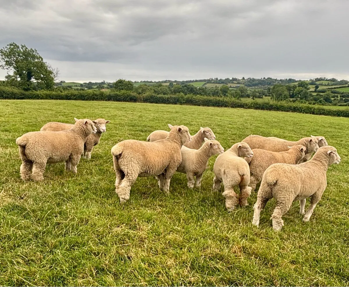 10 pedigree Dorset ewe lambs - Image 2