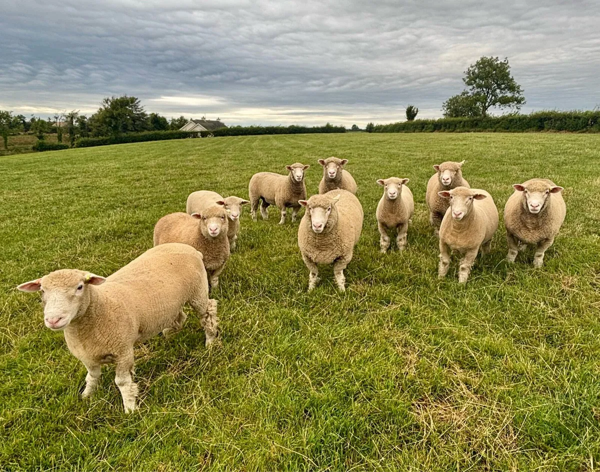 10 pedigree Dorset ewe lambs - Image 1