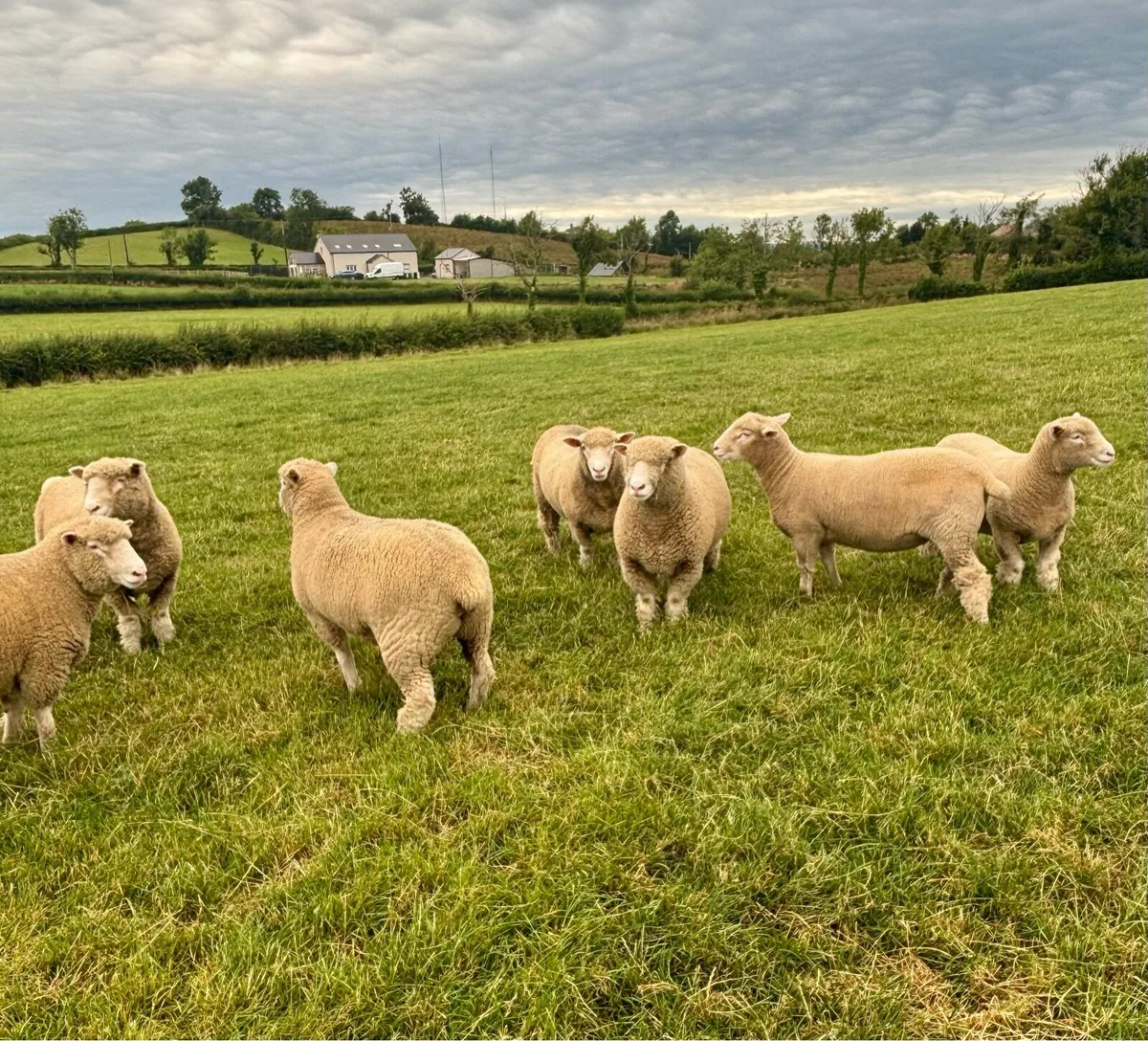 10 pedigree Dorset ewe lambs - Image 4
