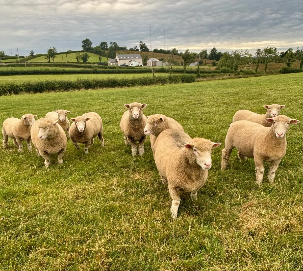 10 pedigree Dorset ewe lambs - Image 3