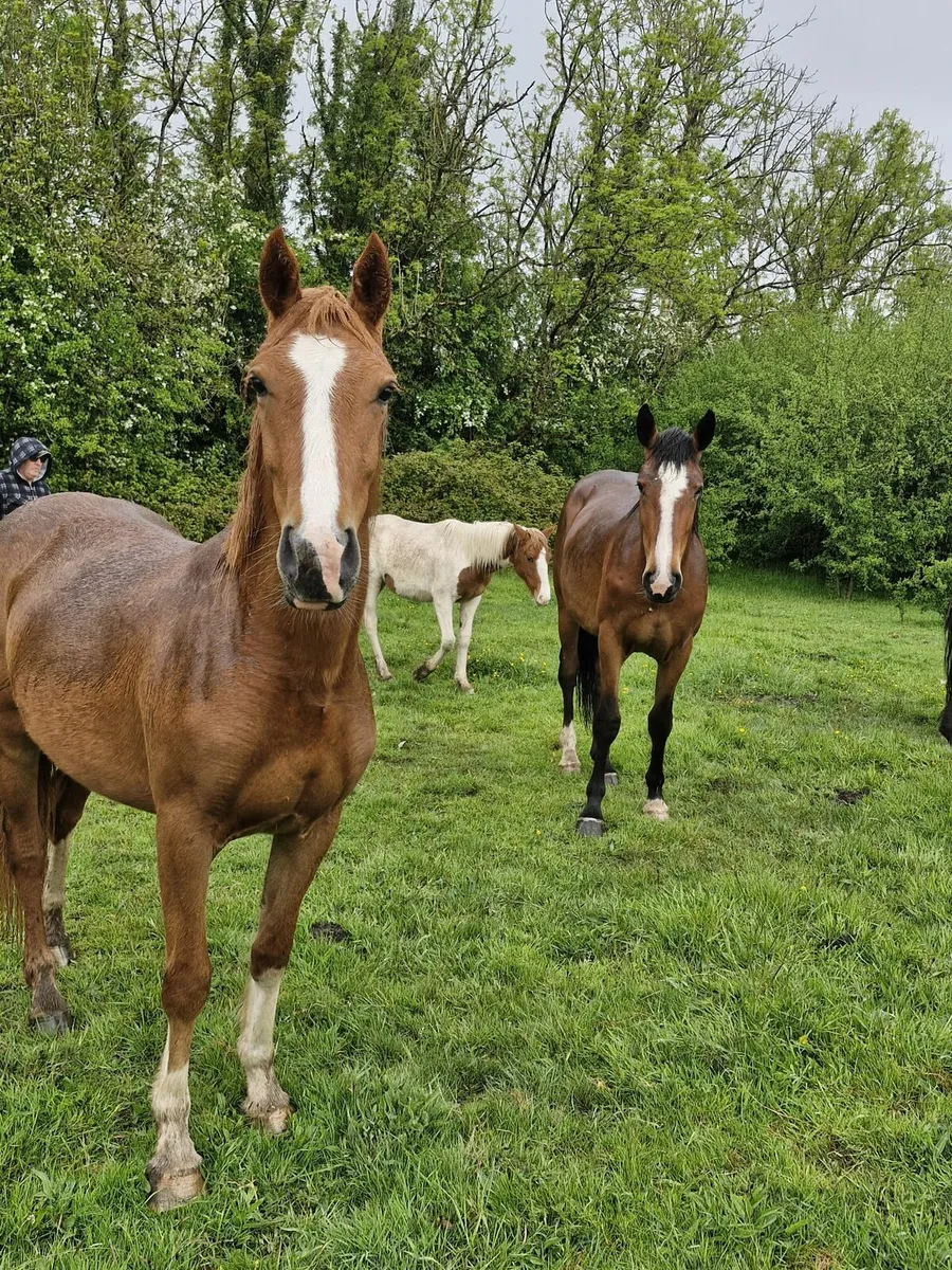 Horses - Image 1