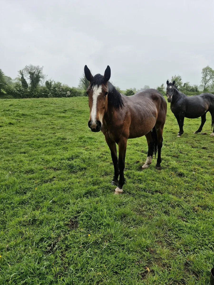 Horses - Image 2
