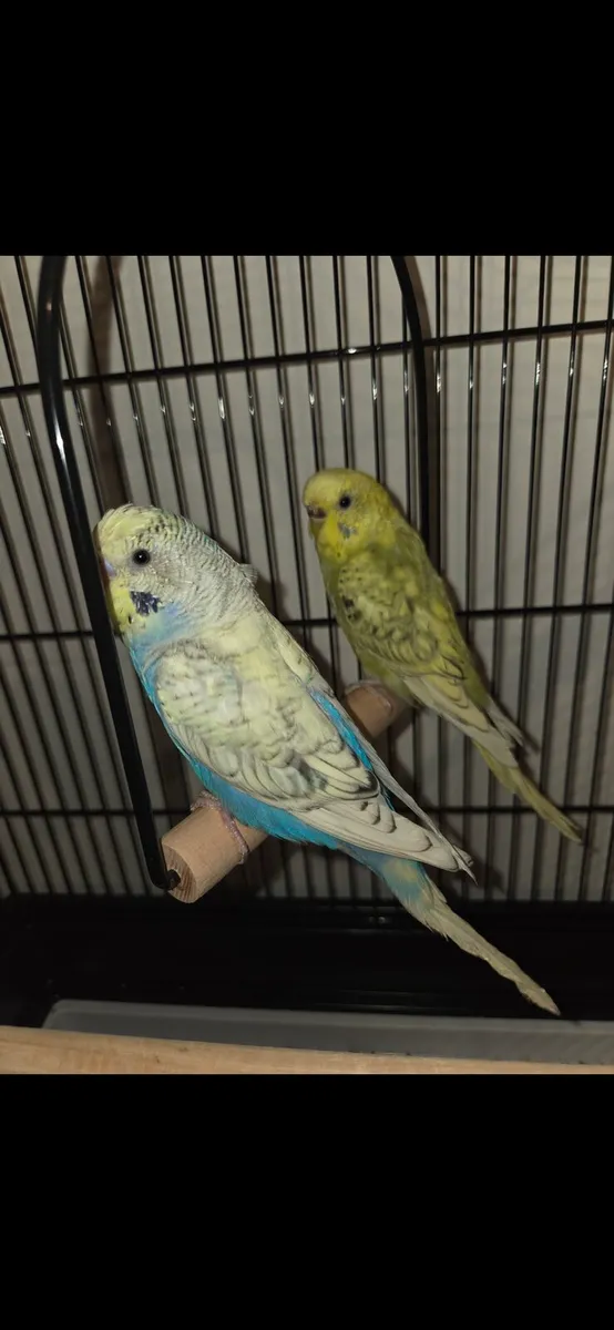 Make and female budgies