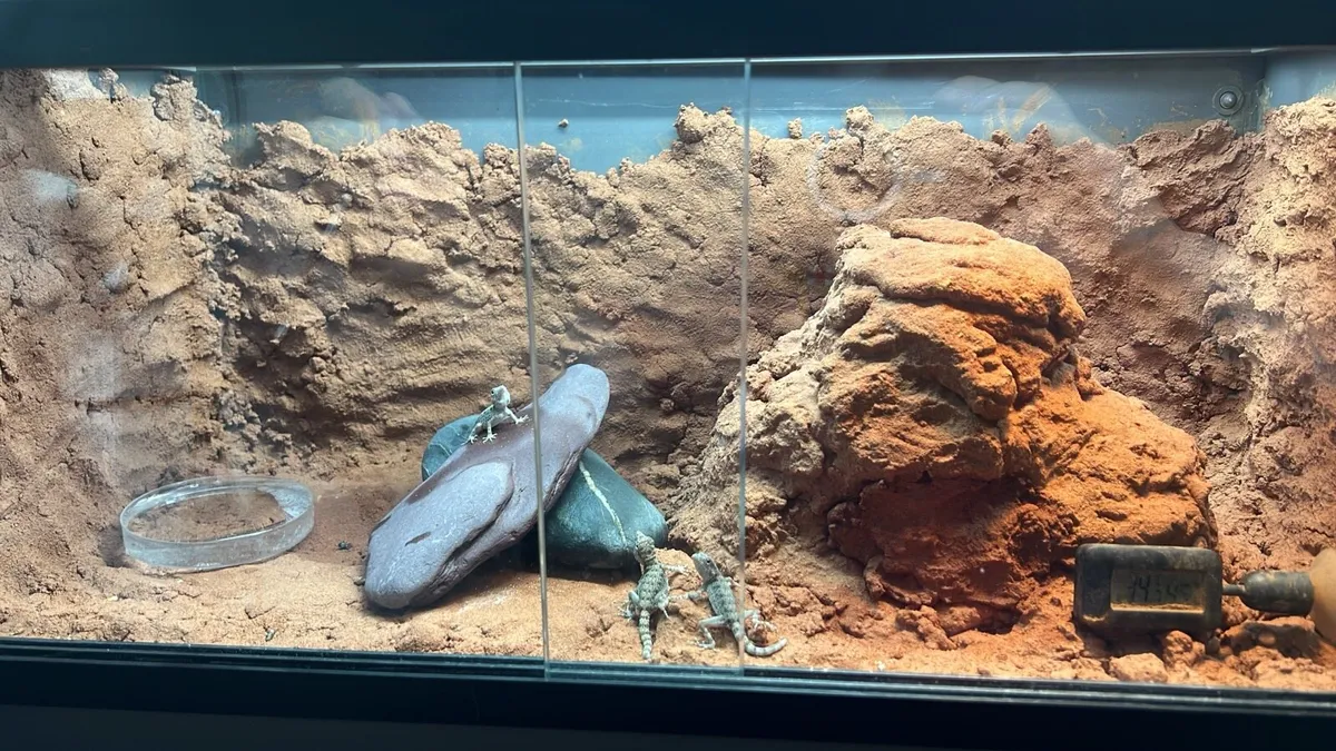Scorpion tailed gecko - Image 1