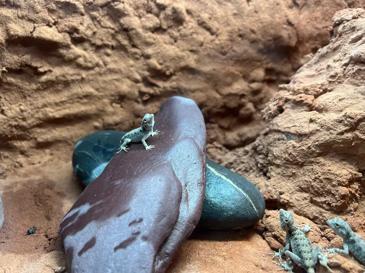 Scorpion tailed gecko - Image 2