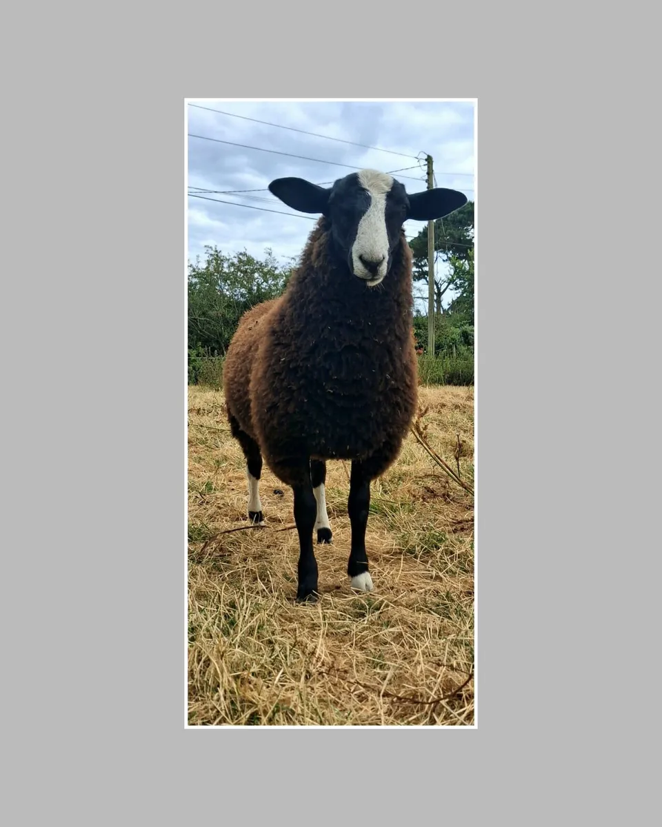 Purebred Zwartbles Ram Lamb & Ewe Lamb - Image 1