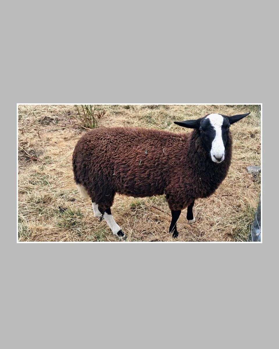 Purebred Zwartbles Ram Lamb & Ewe Lamb - Image 2