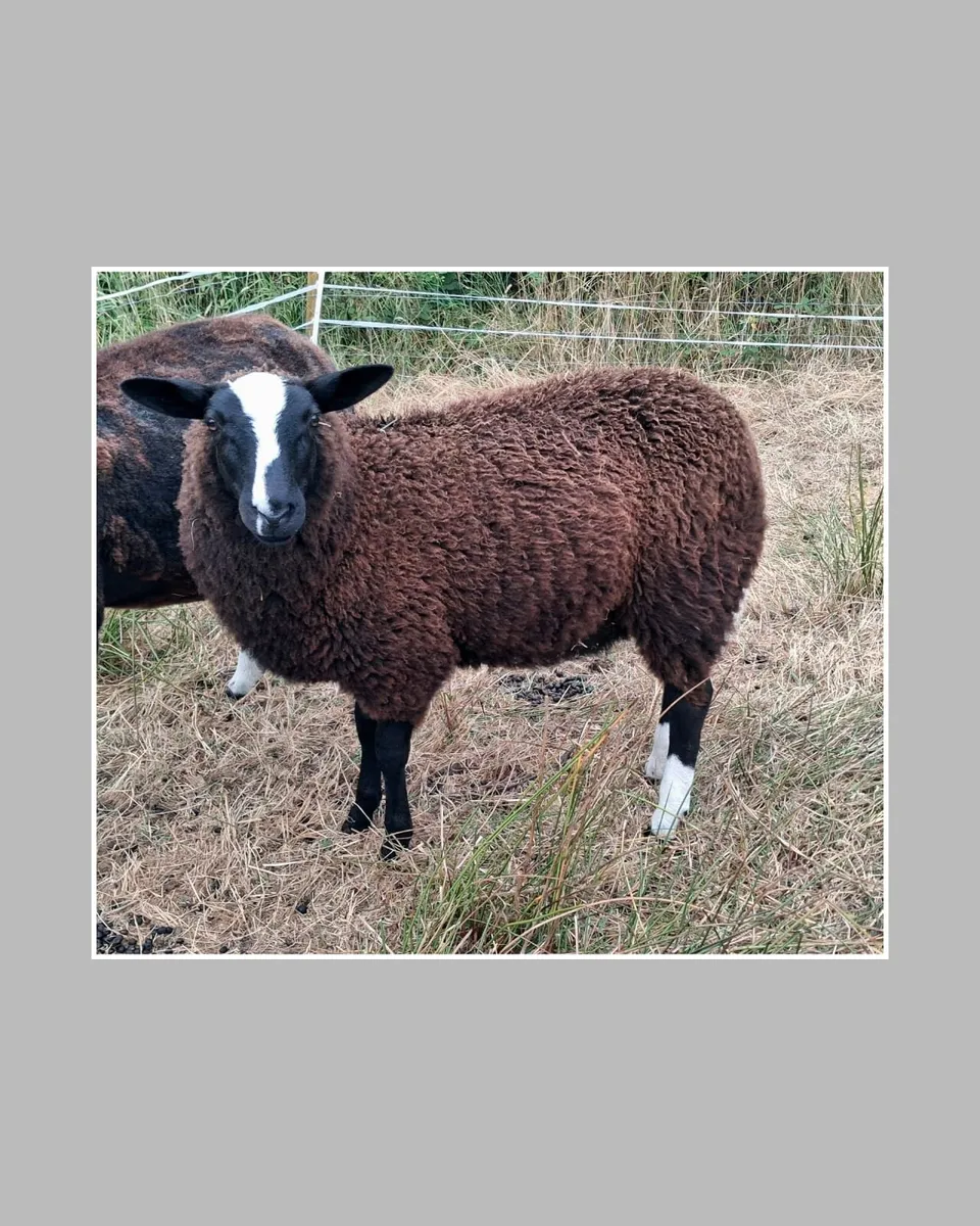Purebred Zwartbles Ram Lamb & Ewe Lamb - Image 3