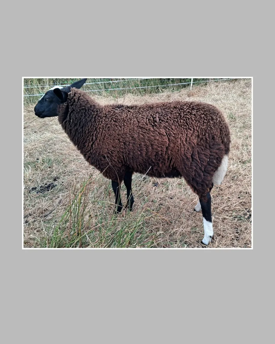 Purebred Zwartbles Ram Lamb & Ewe Lamb - Image 4