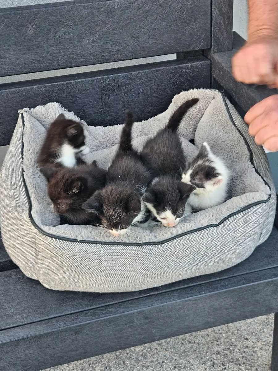 Kittens - Image 2