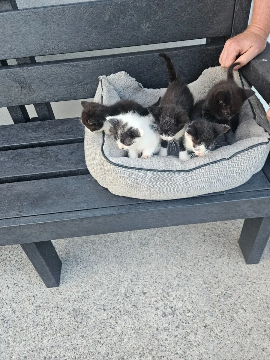 Kittens - Image 3