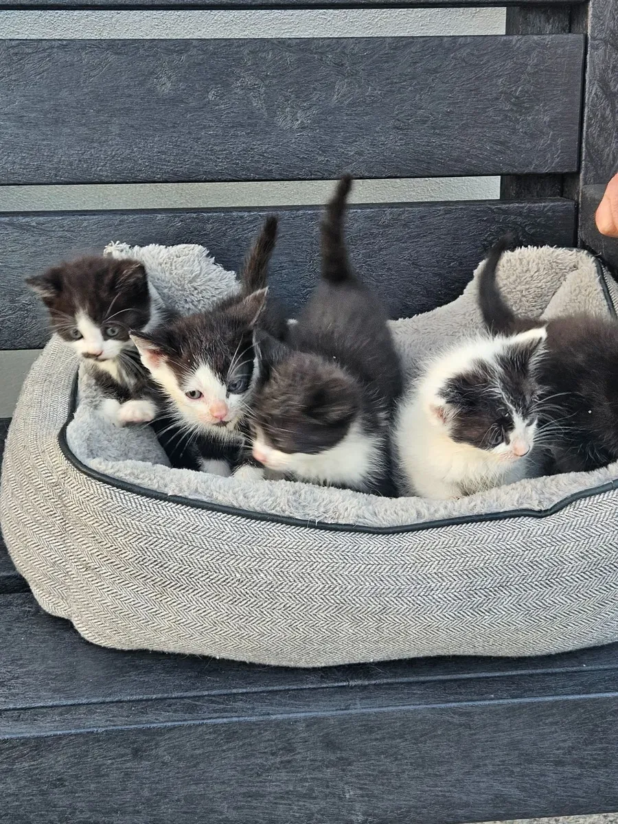 Kittens - Image 1