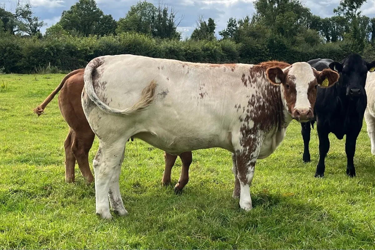 2 Super breeding heifers - Image 2