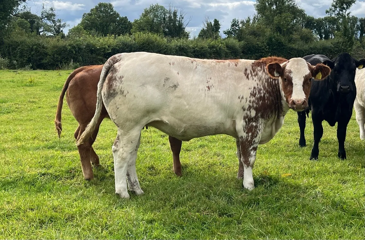 2 Super breeding heifers - Image 3