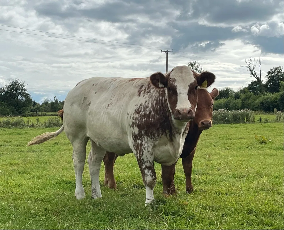2 Super breeding heifers - Image 4