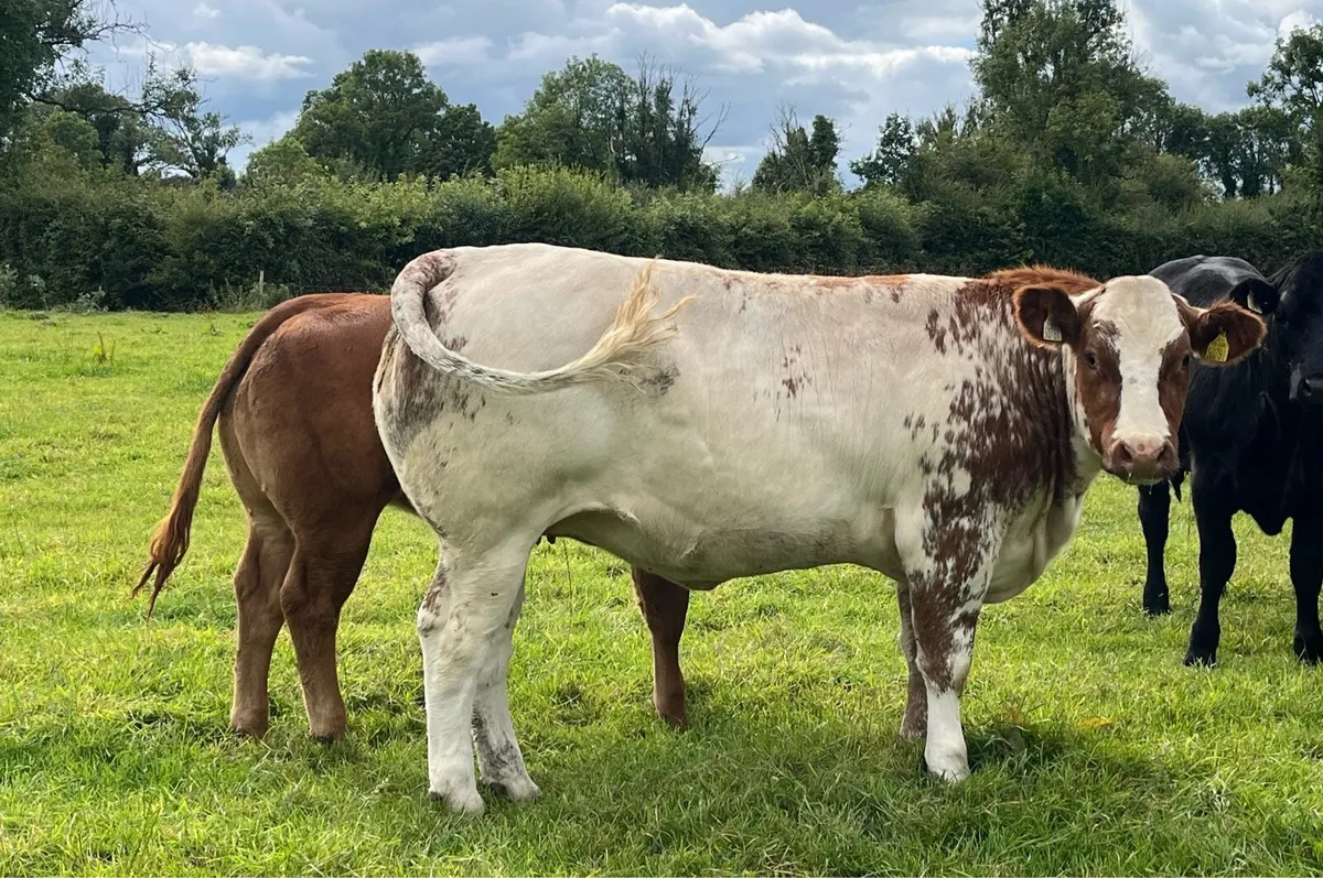 2 Super breeding heifers - Image 1
