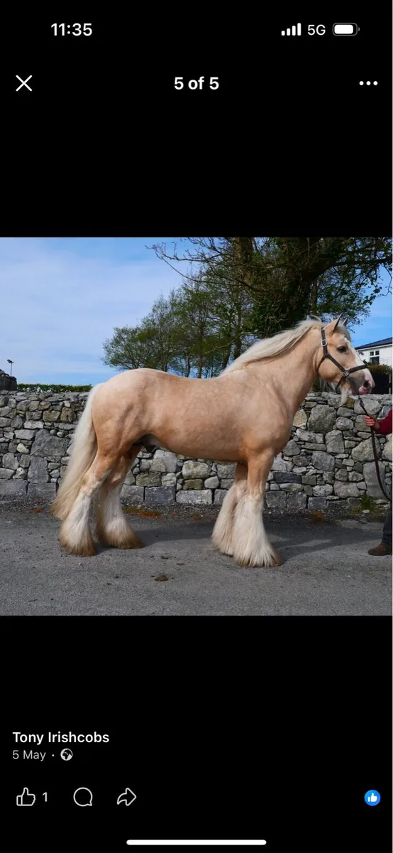 Colt foal to make 15/15’1 hh - Image 4