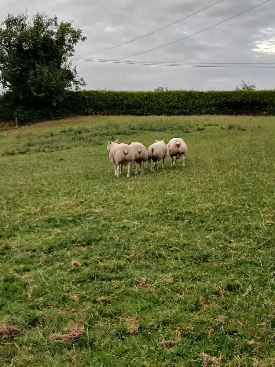Beltex Hogget Ram - Image 1