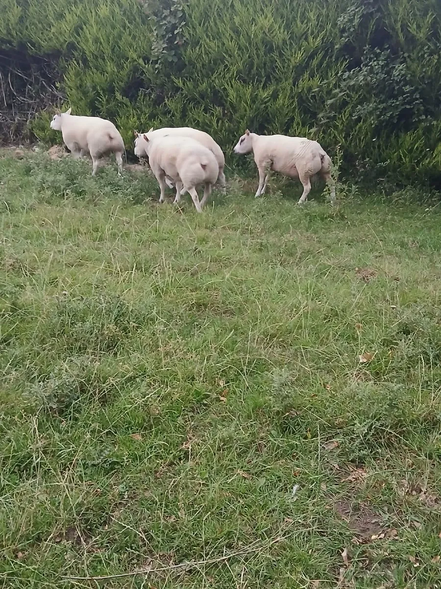 Beltex Hogget Ram - Image 2