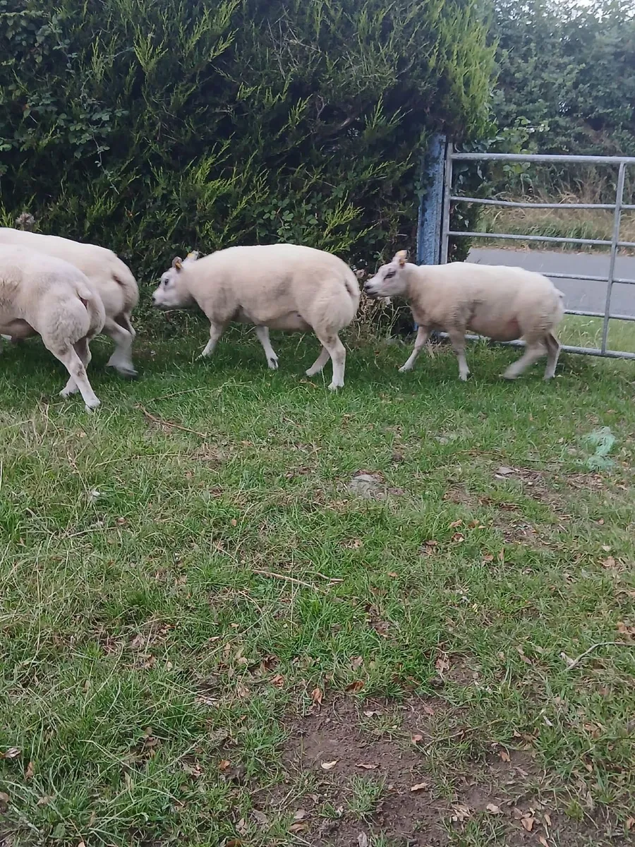 Beltex Hogget Ram - Image 3