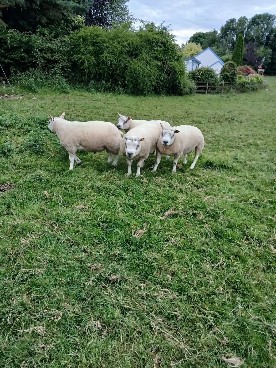 Beltex Hogget Ram - Image 4