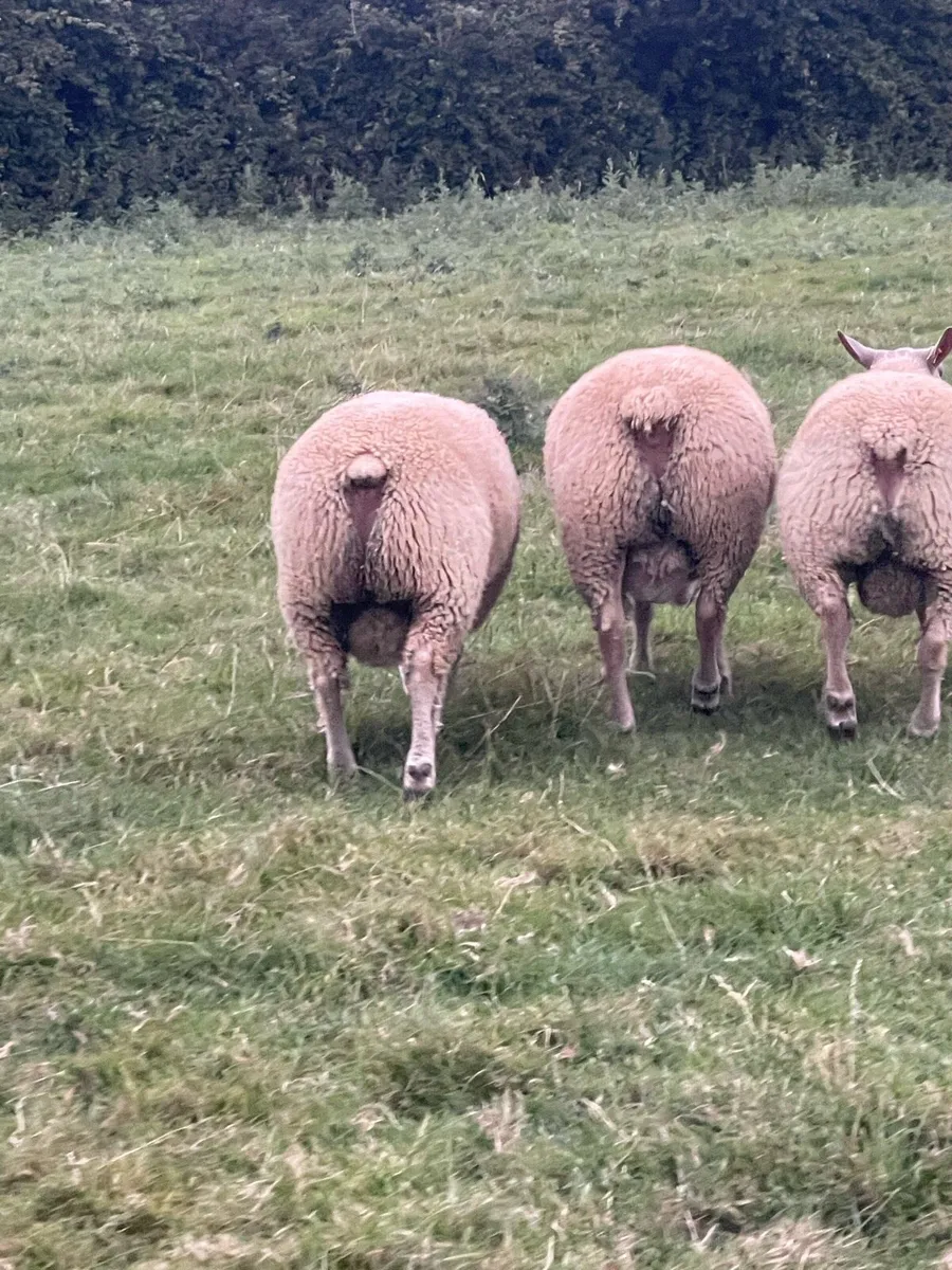 Pbr Charollais Ram lambs - Image 4