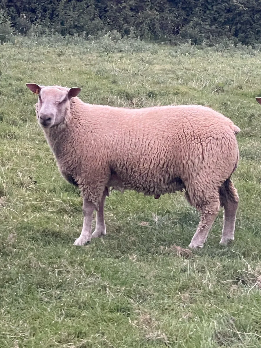 Pbr Charollais Ram lambs - Image 3
